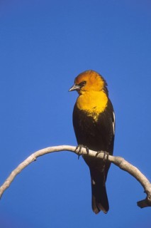 Yellow-headed Blackbird (Xanthocephalus xanthocephalus), New Mexico, USA