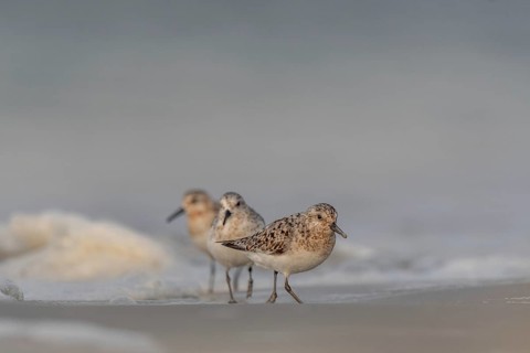 Sanderling (Calidris alba) feeding on a beach. Camaret sur mer, Crozon, Finistere, Brittany, France