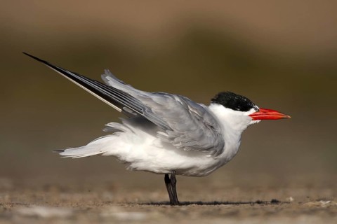 Caspian Tern (Hydroprogne caspia) male, Sandwich Bay, Namibia