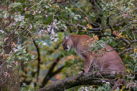 One adult cougar, Puma concolor, rests on a big branch high up in an oak tree