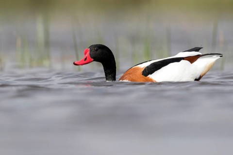 Common Shelduck (Tadorna tadorna) male, Romania