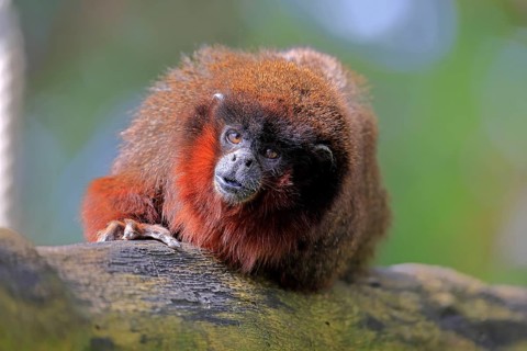 Coppery titi (Plecturocebus cupreus, Syn.: Callicebus cupreus), adult, portrait, South America