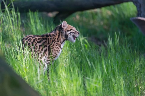 One Ocelot, Leopardus pardalis, sitting in green grass with a dead tree in the background