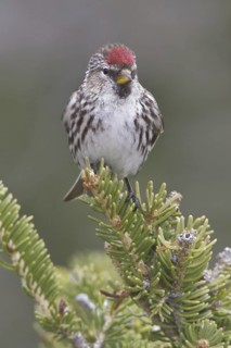 Common Redpoll (Acanthis flammea), Manitoba, Canada