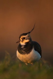 Northern lapwing or Green plover (Vanellus vanellus) adult wading bird on a grass field, RSPB