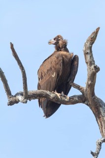 Cinereous Vulture (Aegypius monachus), Uttarakhand, India