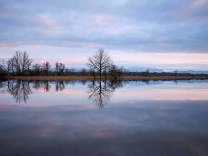 Evening atmosphere in the flooded Reussspitz nature reserve, Canton Zug, Switzerland