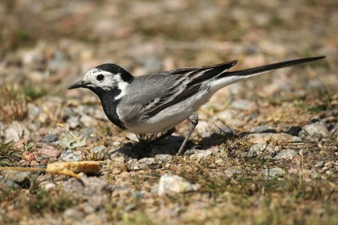 White wagtail (Motacilla alba) pecking at leftover cake, Allgäu, Bavaria, Germany, Allgäu, Bavaria,