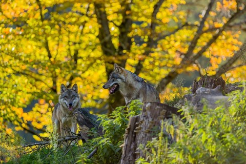 Two eurasian gray wolves (Canis lupus lupus) stand on a hill, observing the area. A forest in fall
