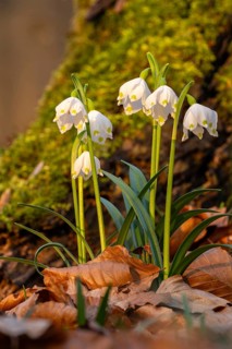 Close-up of a group of blooming spring knot flowers (Leucojum vernum), also known as marsh