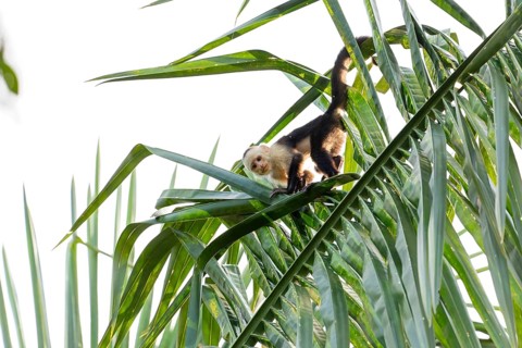 Capuchin monkey walks on a palm tree in the jungle, Osa Peninsula, Puntarenas, Costa Rica