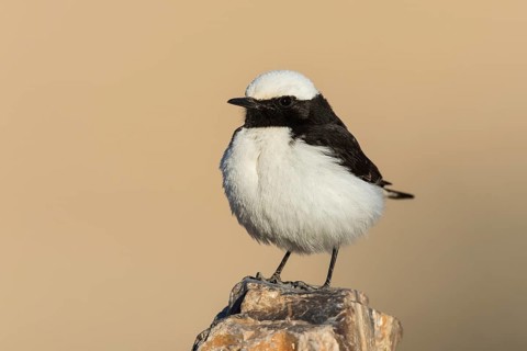 Mourning Wheatear (Oenanthe lugens) male, Eilat, Israel