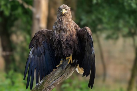 An eagle with outstretched wings on a branch in the forest, white-tailed eagle (Haliaeetus