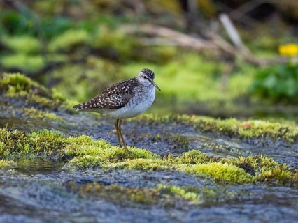 Wood Sandpiper (Tringa glareola), standing on moss in a river, photographed under midnight sunlight