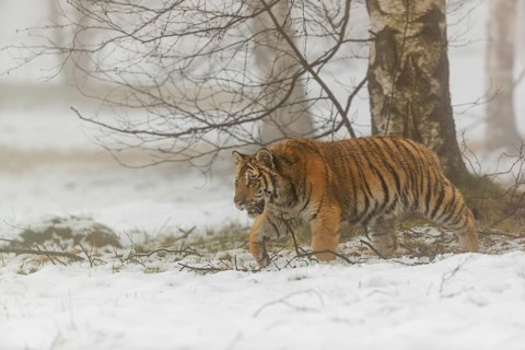 One young Siberian Tiger, Panthera tigris altaica, running thru an open forest with dense fog in