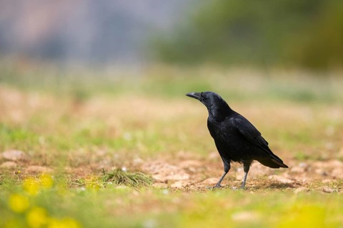Common raven (Corvus corax) on a flowering meadow in autumn, Pyrenees, Catalonia, Spain