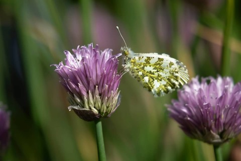 Orange tip butterfly (Anthocharis cardamines) adult insect resting on a garden Chives flower in