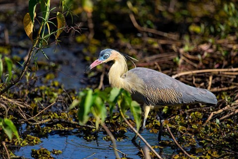 Whistling heron (Syrigma sibilatrix) Pantanal Brazil