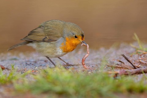 Robin, (Erithacus rubecula), Tiszaalpár, Kiskunsági National Park, Bács-Kiskun, Hungary