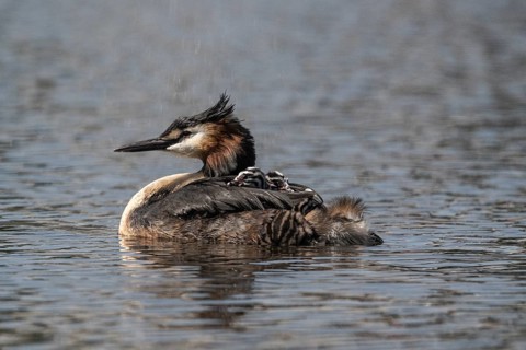 Great Crested Grebe (Podiceps Scalloped ribbonfish) with juveniles, Emsland, Lower Saxony, Germany