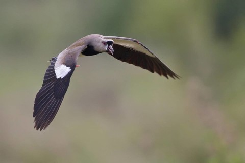 Southern Lapwing (Vanellus chilensis) in flight in Bolivia, South America