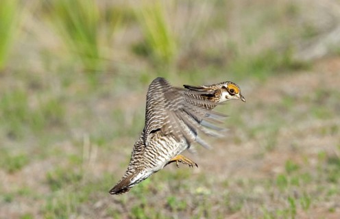 Lesser Prairie-Chicken Tympanuchus pallidicinctus Milnesand, New Mexico, USA 11 May Adult male