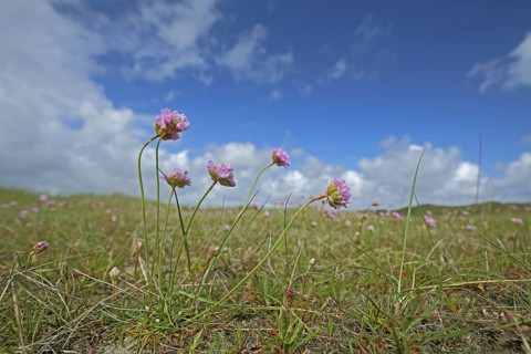 Sea campion (Armeria maritima), view from below, landscape, Nationaal Park Duinen, Texel, North