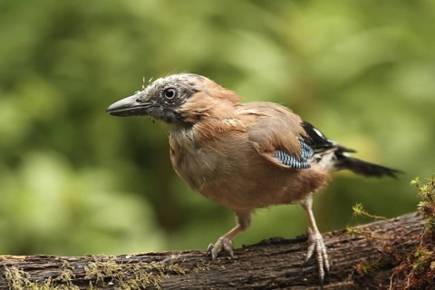 Eurasian Jay (Garrulus glandarius) juvenile, Lower Saxony, Germany