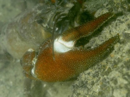 Close-up of a crab claw of signal crayfish (Pacifastacus leniusculus), the typical light-coloured