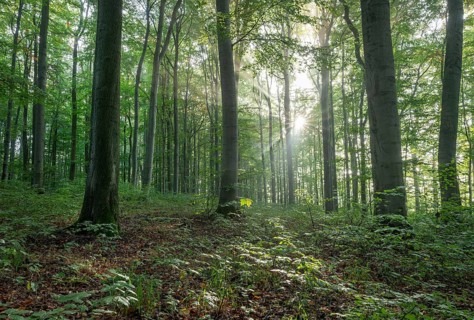 European beech forest, common beeches (Fagus sylvatica), sunbeams, Hainich National Park,