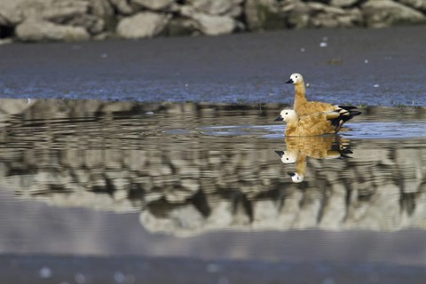 Ruddy Shelduck (Tadorna ferruginea), Madrid, Spain