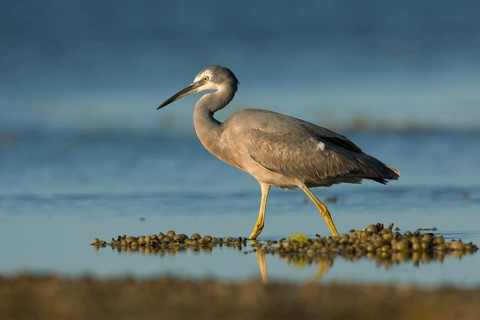 White-faced Heron (Egretta novaehollandiae) foraging, South Australia, Australia