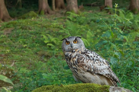 Eurasian Eagle-Owl (Bubo bubo) captive, Schwyz, Switzerland