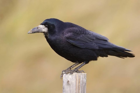 Rook (Corvus frugilegus), Saxony, Germany