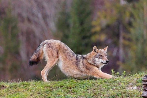A female eurasian gray wolf (Canis lupus lupus) stretches out on a meadow on top of a hill