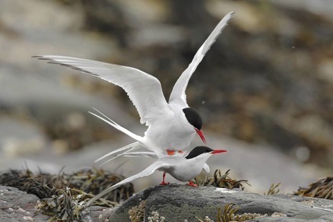 Arctic Tern (Sterna paradisaea), Farne Islands, United Kingdom