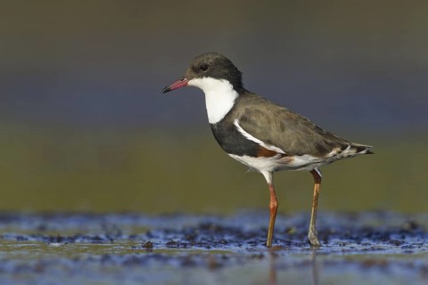 Red-kneed Dotterel (Erythrogonys cinctus), Victoria, Australia