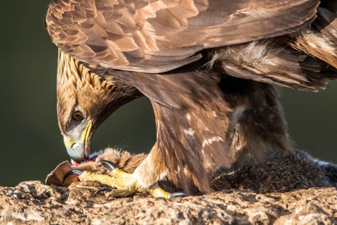 Golden Eagle (Aquila chrysaetos) female feeding, Andalusia, Spain
