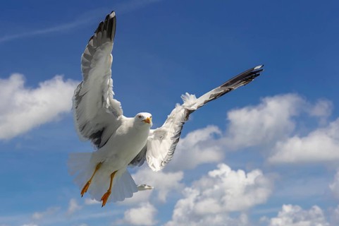 European Herring Gull (Larus argentatus) flying, Texel, Netherlands