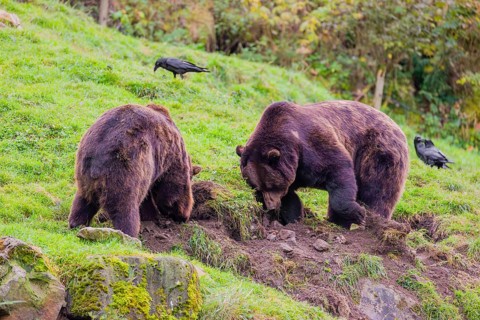 Two eurasian brown bears (Ursus arctos arctos) digging for something on a meadow in hilly terrain.