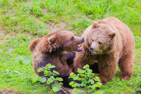 A young male Eurasian brown bear (Ursus arctos arctos) and a much older female mate (sort of) at