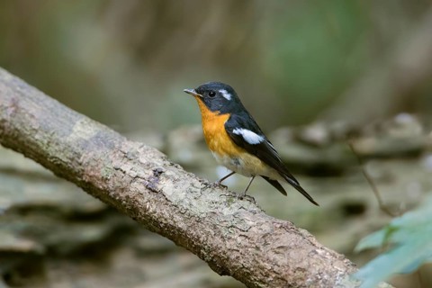Mugimaki Flycatcher (Ficedula mugimaki) male perched on a branch, Di Linh, Vietnam