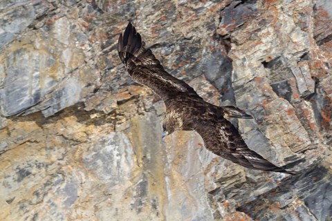 Golden eagle, animals, birds, birds of prey, (Aquila chrysaetos), hawk family, flight photo,