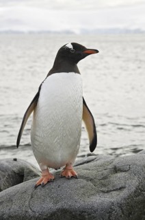 Gentoo Penguin (Pygoscelis papua), Antarctica