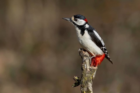 Great spotted woodpecker (Dendrocopos major) on a branch, Austria, Upper Austria