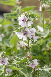 Marshmallow (Althaea officinalis)