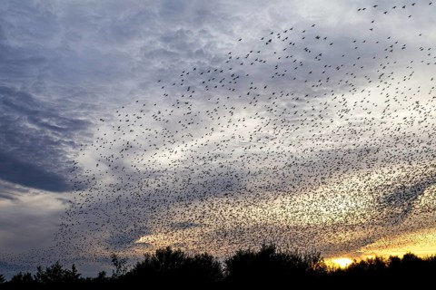 Flock of starlings (Sturnus vulgaris) directly above the roost, flock of birds, autumn migration,