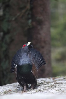 Western Capercaillie (Tetrao urogallus) male, Baden-Wuerttemberg, Germany