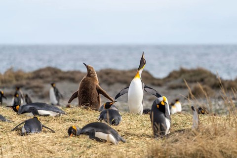 King penguin (Aptenodytes patagonicus), adult bird with raised beak next to young bird in brown