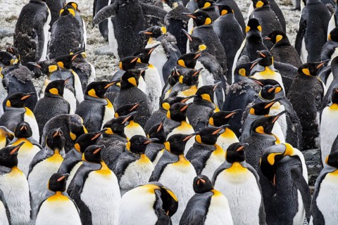 King penguins (Aptenodytes patagonicus), dense group of adults during moult, St Andrews Bay, South